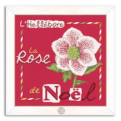 la rose de noel