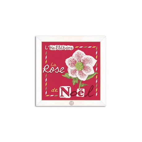 la rose de noel