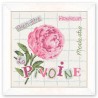 La Pivoine